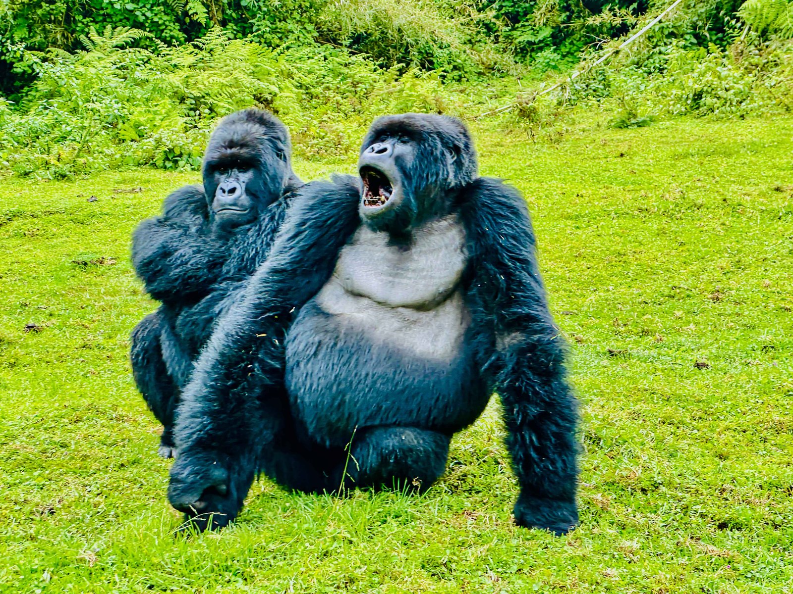 Kwitonda Family