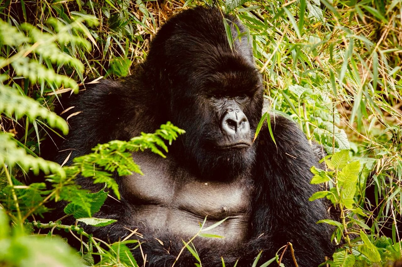 Tours in Congo