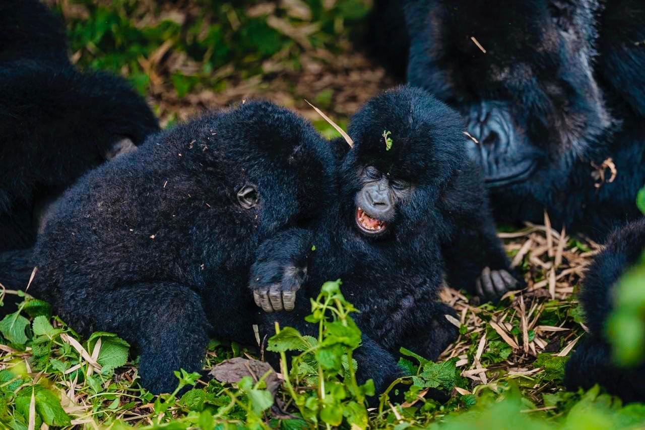 Dian Fossey and Gorillas