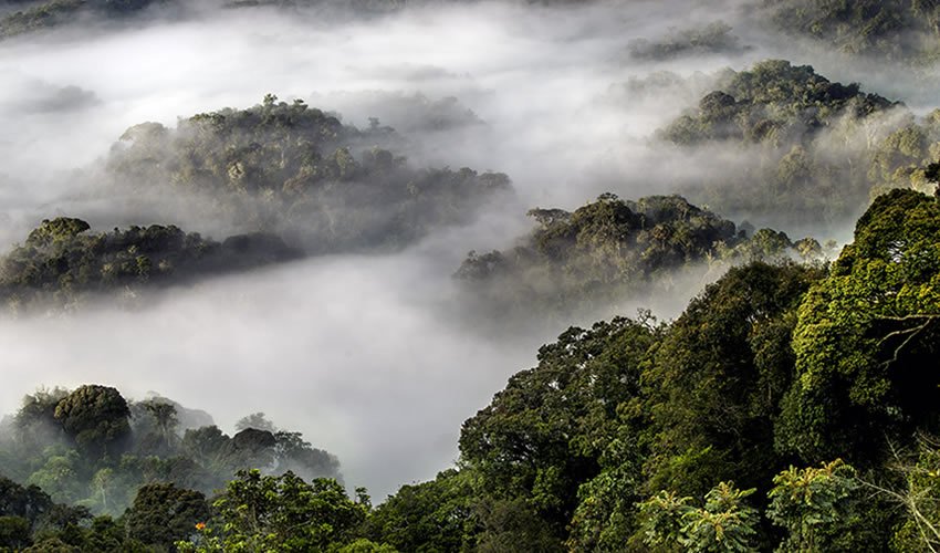 1-Day Canopy Walk and Rainforest Hike in Nyungwe Forest